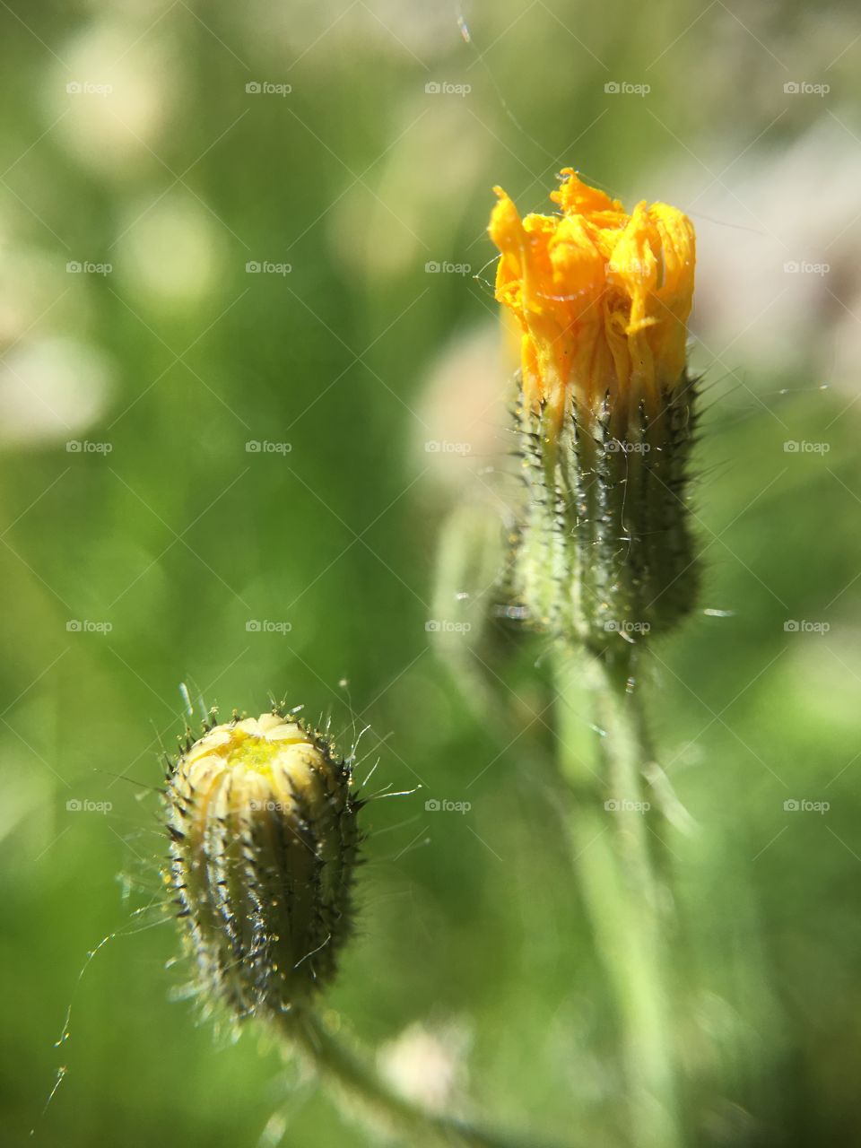 Yellow closeup 