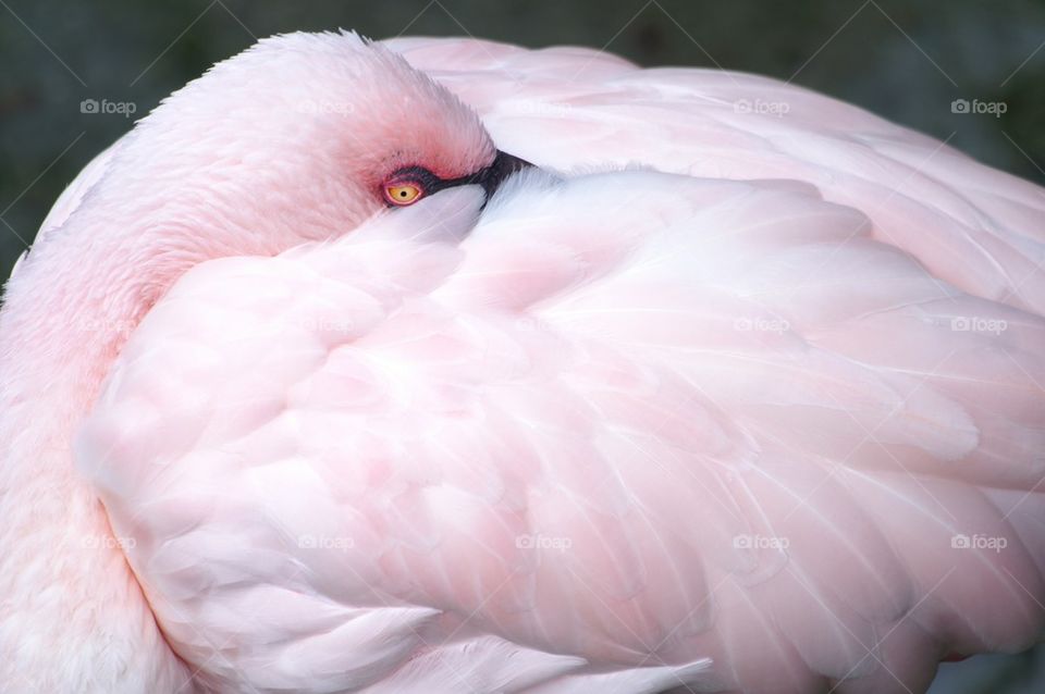 Flamingo resting