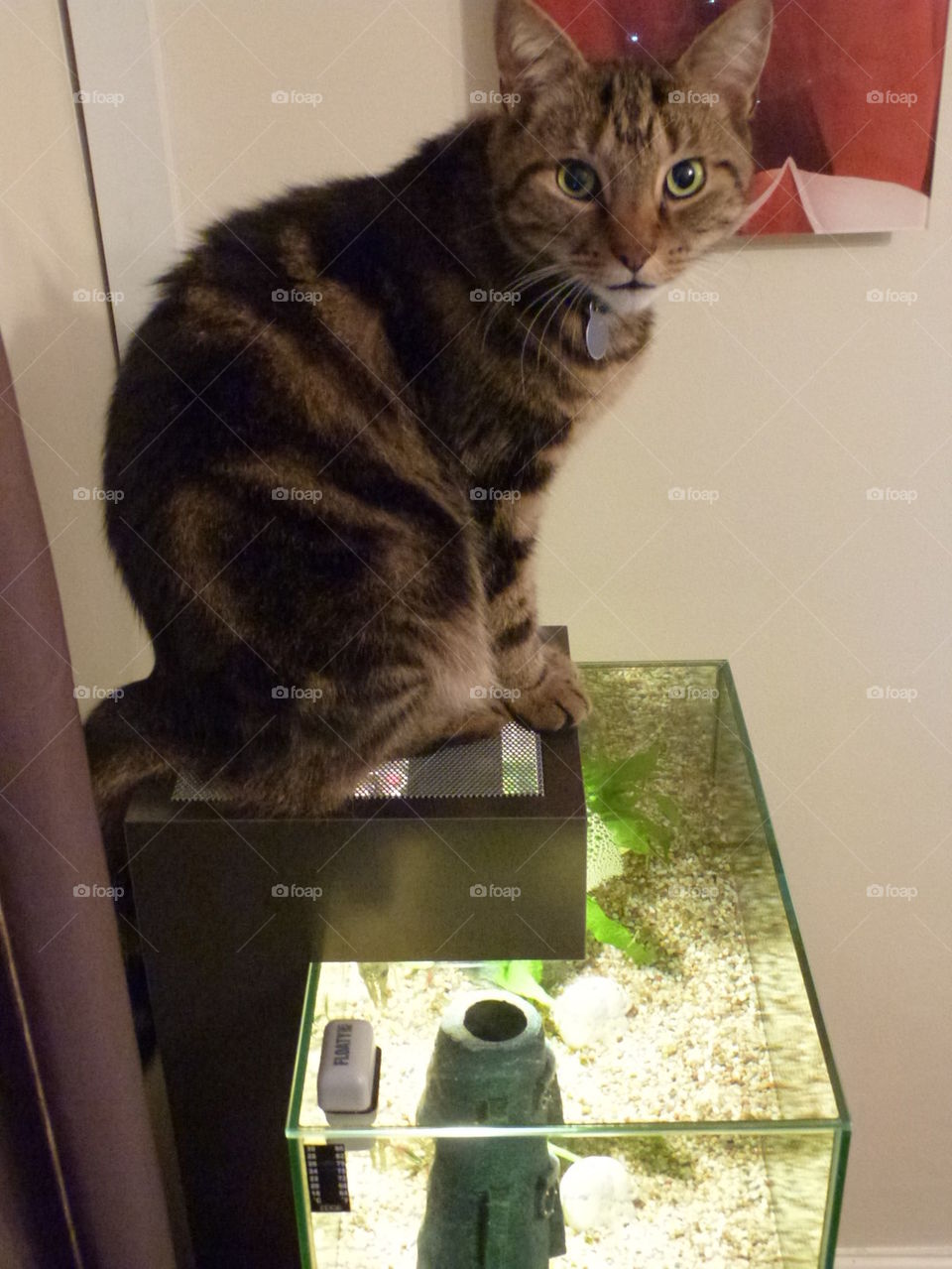 cat on a fish tank 