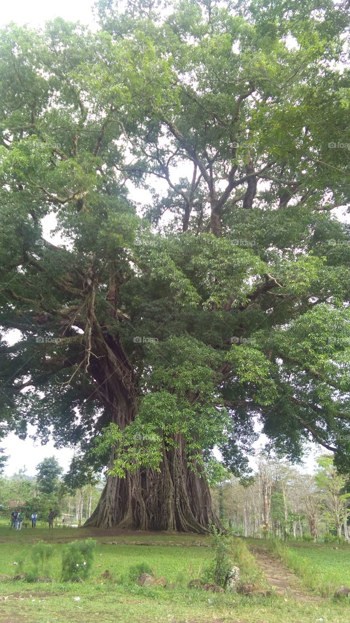 old century tree