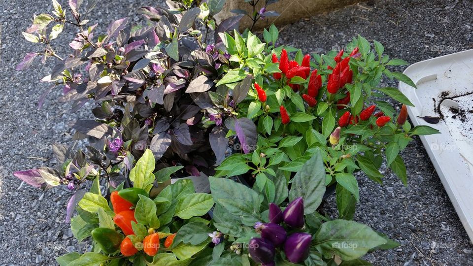 ornamental peppers