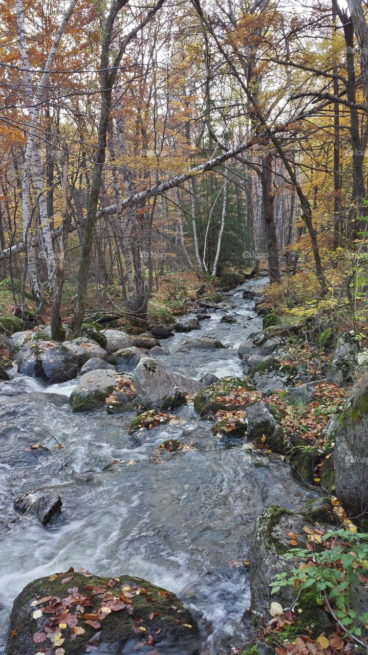 Autumn forest