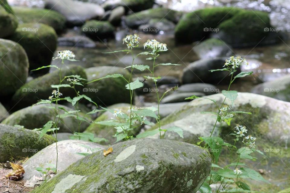 Water, Moss, Nature, Stone, Rock
