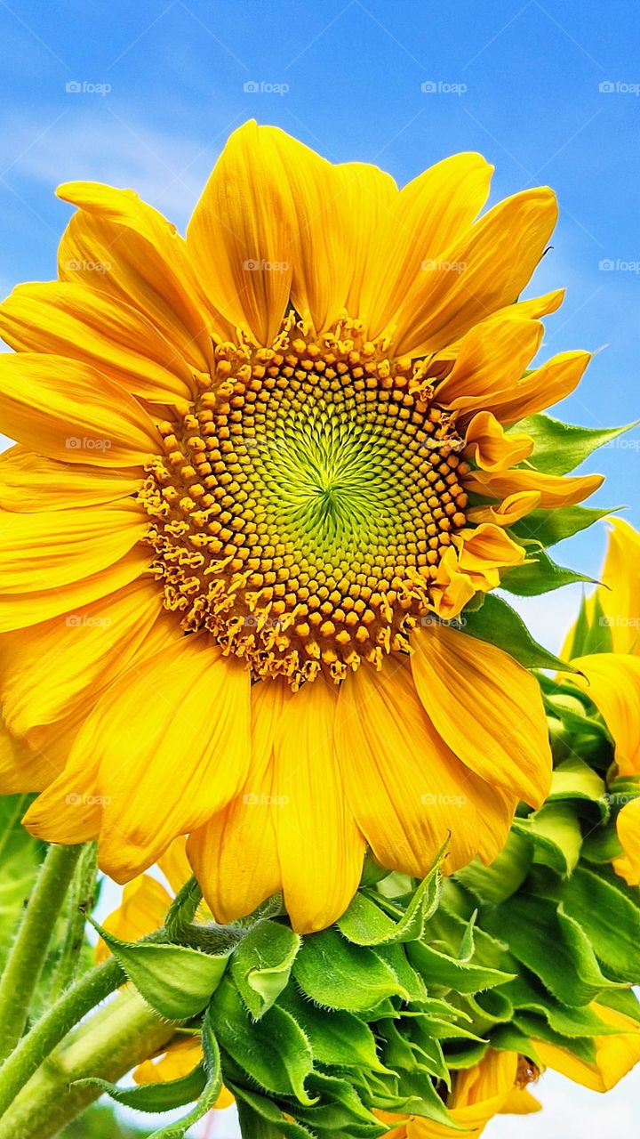 Girasol