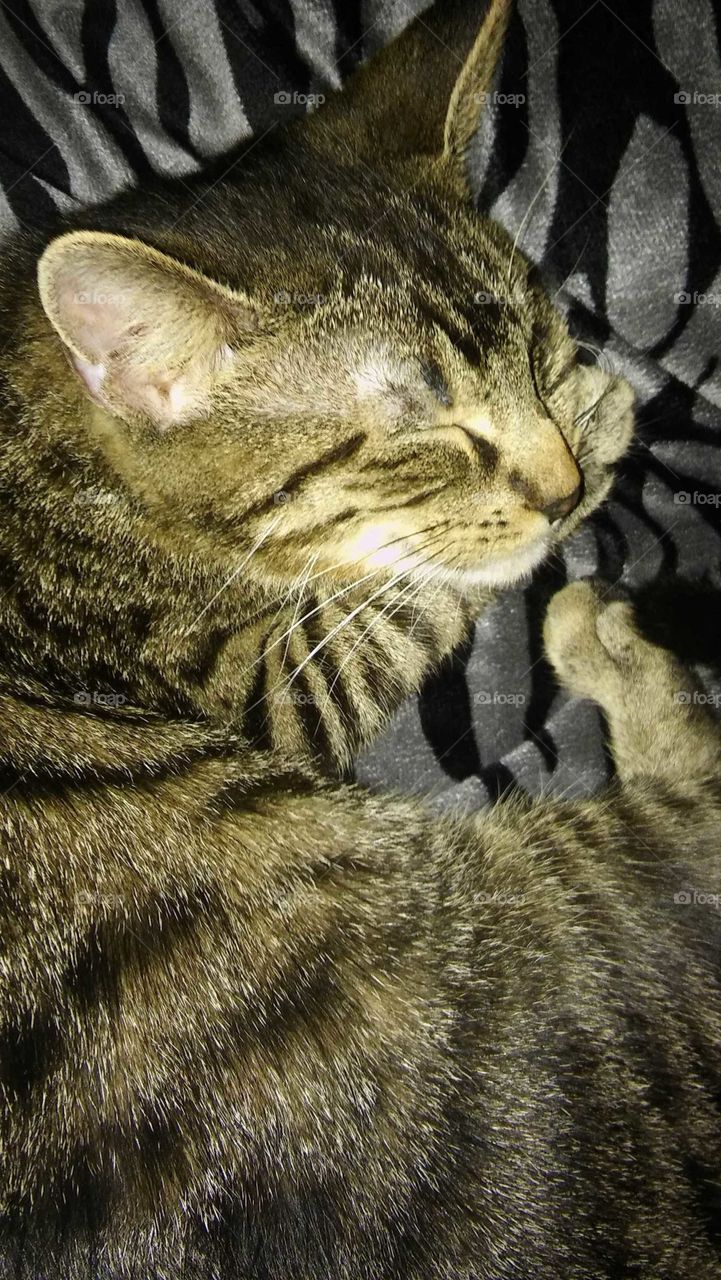 My TriPod when we first got him