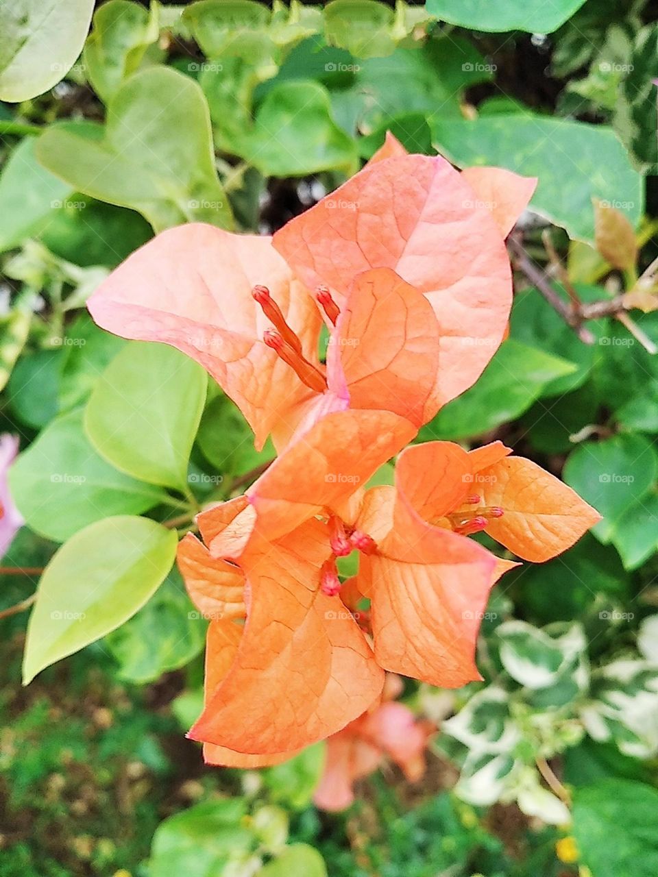 Orange bougenville flowers