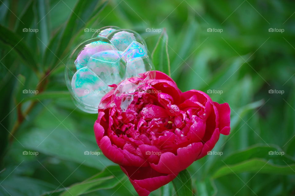 Close-up of bubbles in pink flower