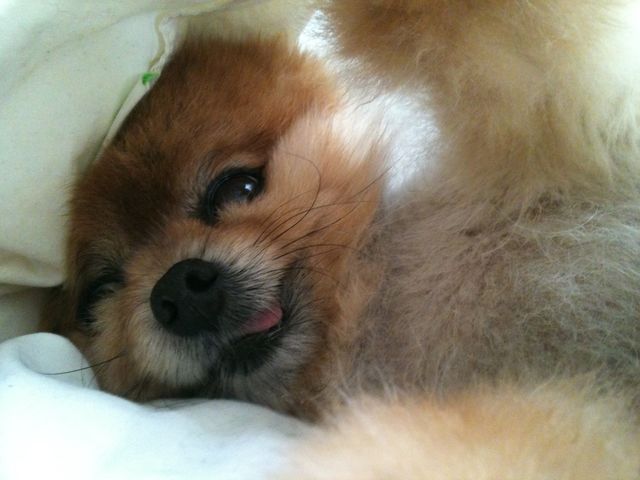 Chi Chi