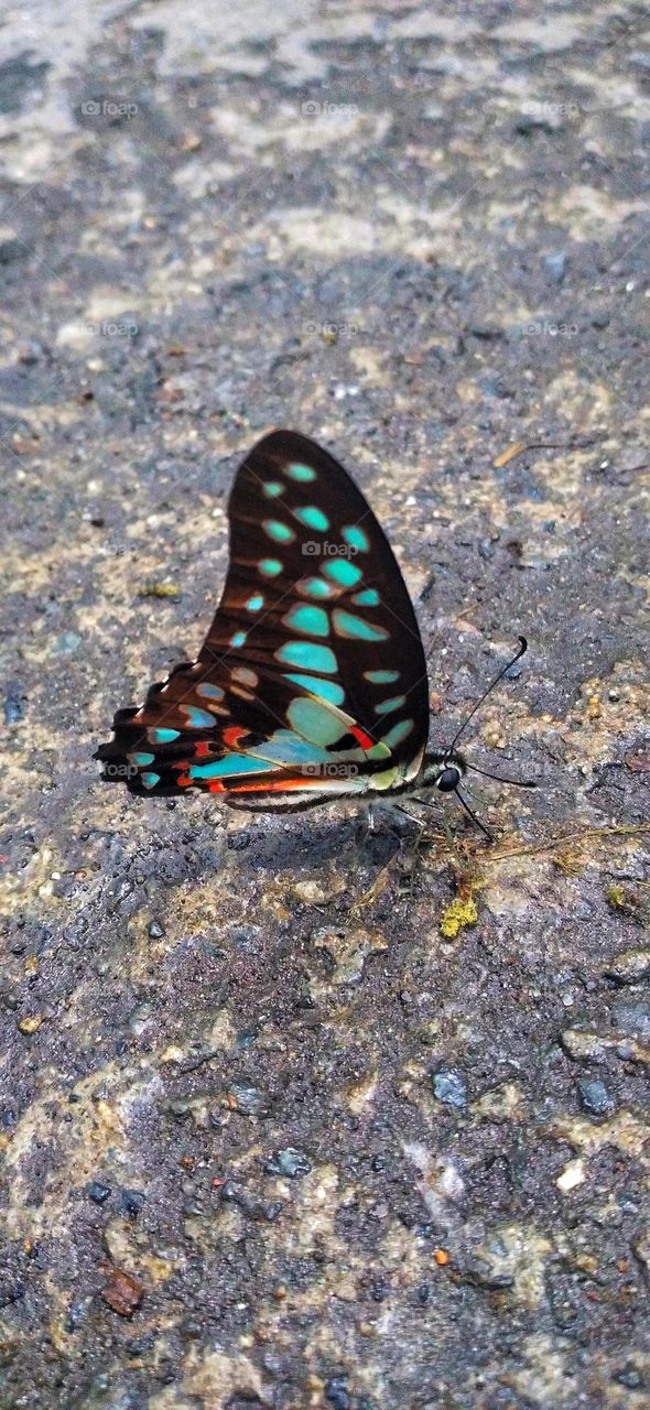 beautiful butterfly on the wet terrace