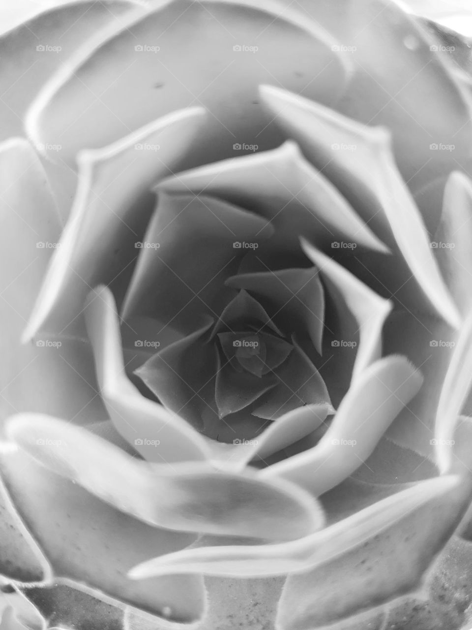 plant - succulents from my garden - the photo in black/ white - greyscale