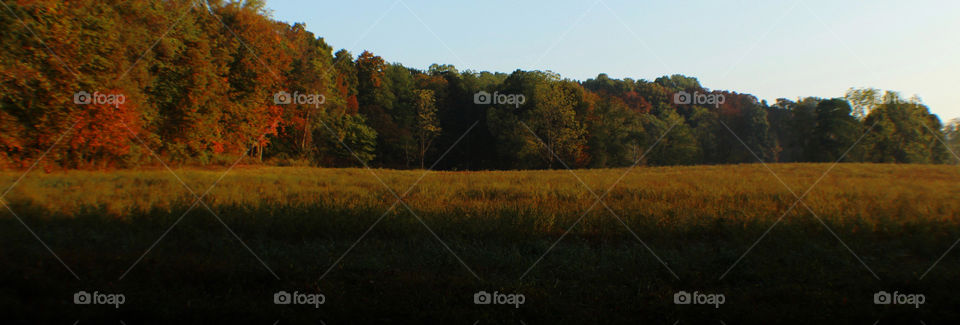 Stunning, gorgeous autumn leaf colors starting to show on trees in a forest surrounding a field 