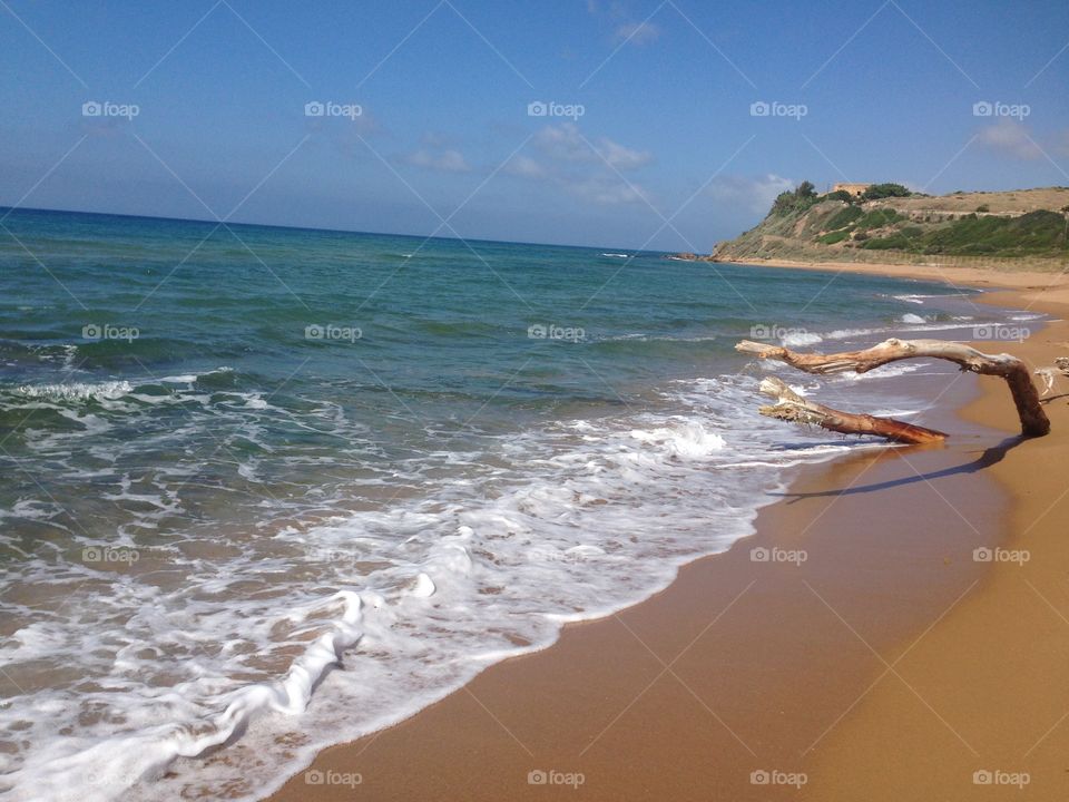 Tree trunk fallen on beach