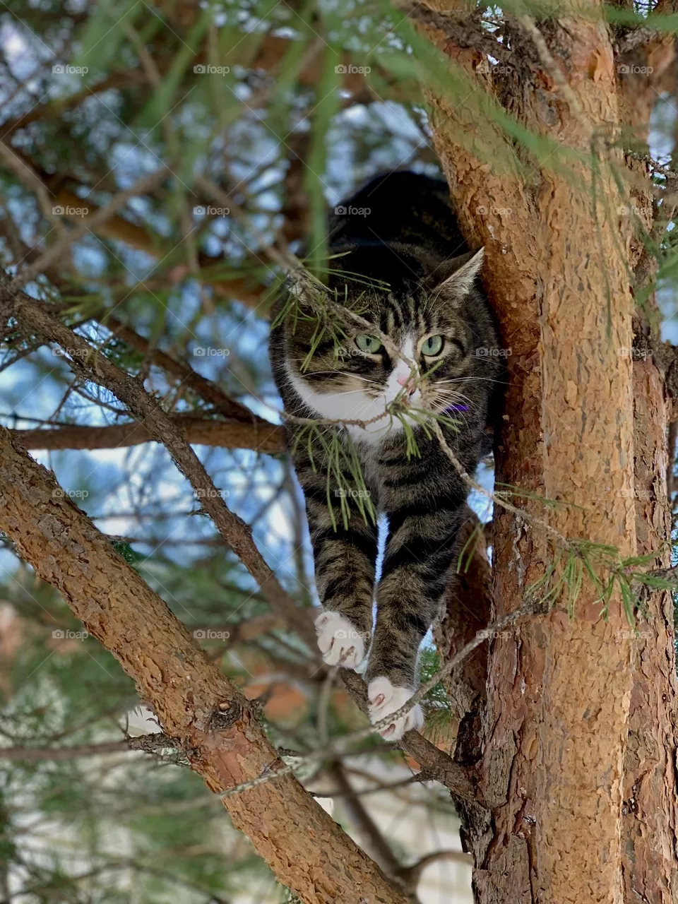 🐈