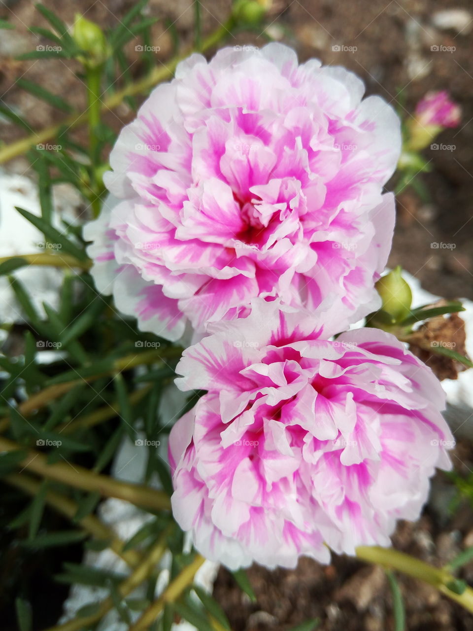 Flower, Nature, Flora, Blooming, Leaf