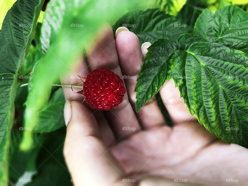 Female hand taking a red ripe raspberry from the bush 