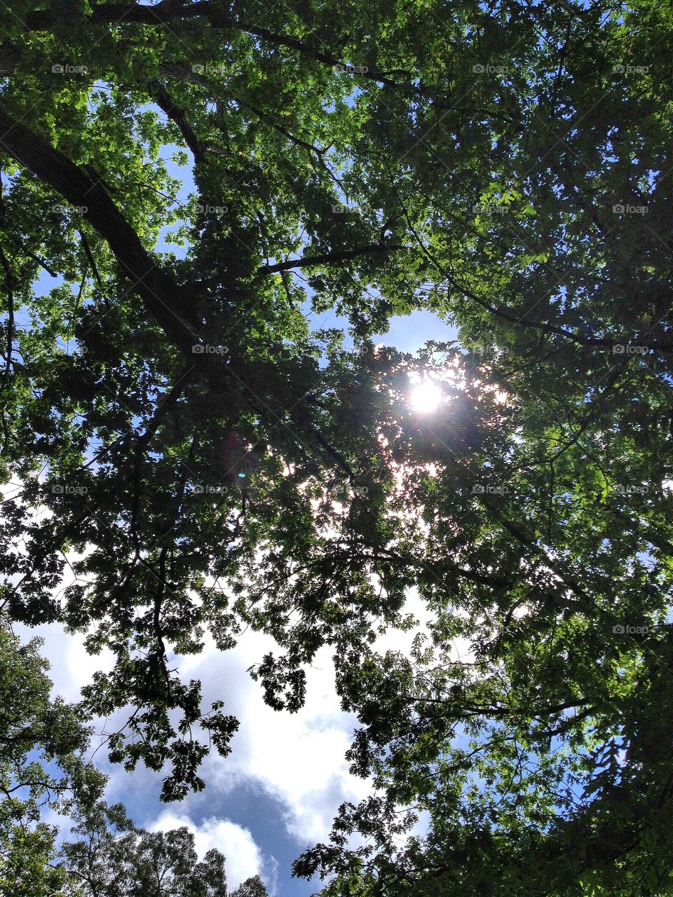 Tree Branch Silhouette Over Blue Sky, Chapel Hill, North Carolina