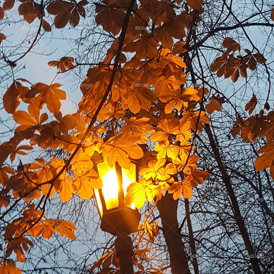 Love of Autumn, this picture I took it from my Samsung galaxy s6 at Leavenworth November 2017, and have more pictures that I took remind me about the movie  Chronicle of Narnia when Lucy entered into the world of Narnia through a magical wardrobe and she stands by lamp post, I love this picture it cuz I'm in the Dreamland.
