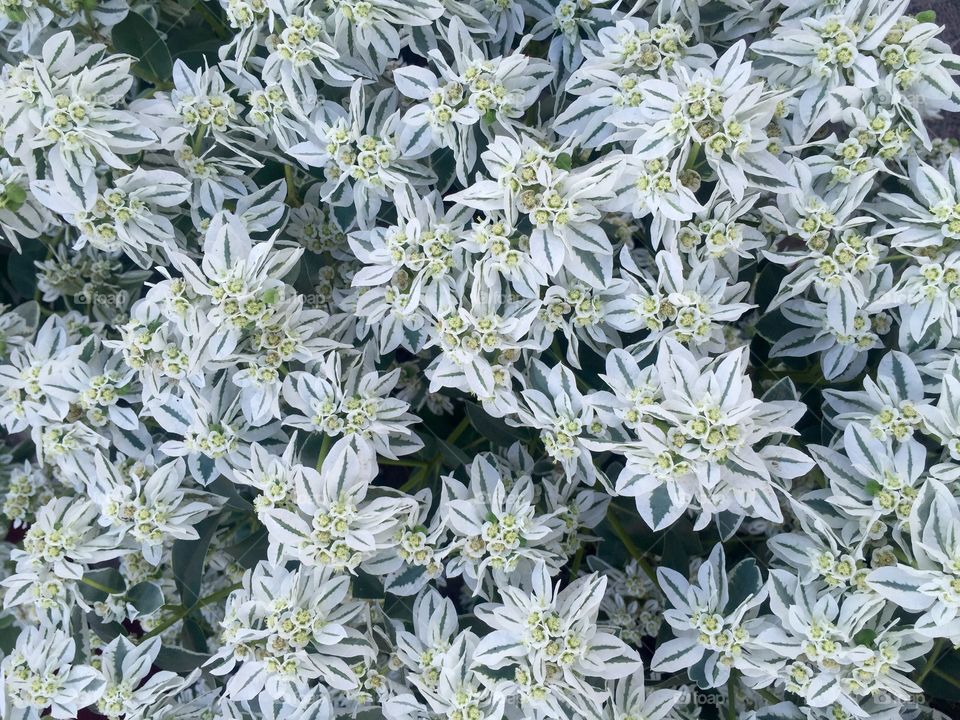 White and green flowers