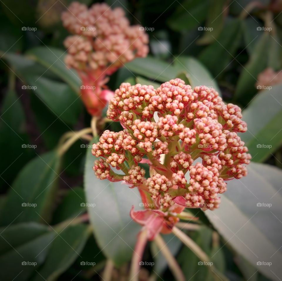 Spring buds of a red tip photinia bush