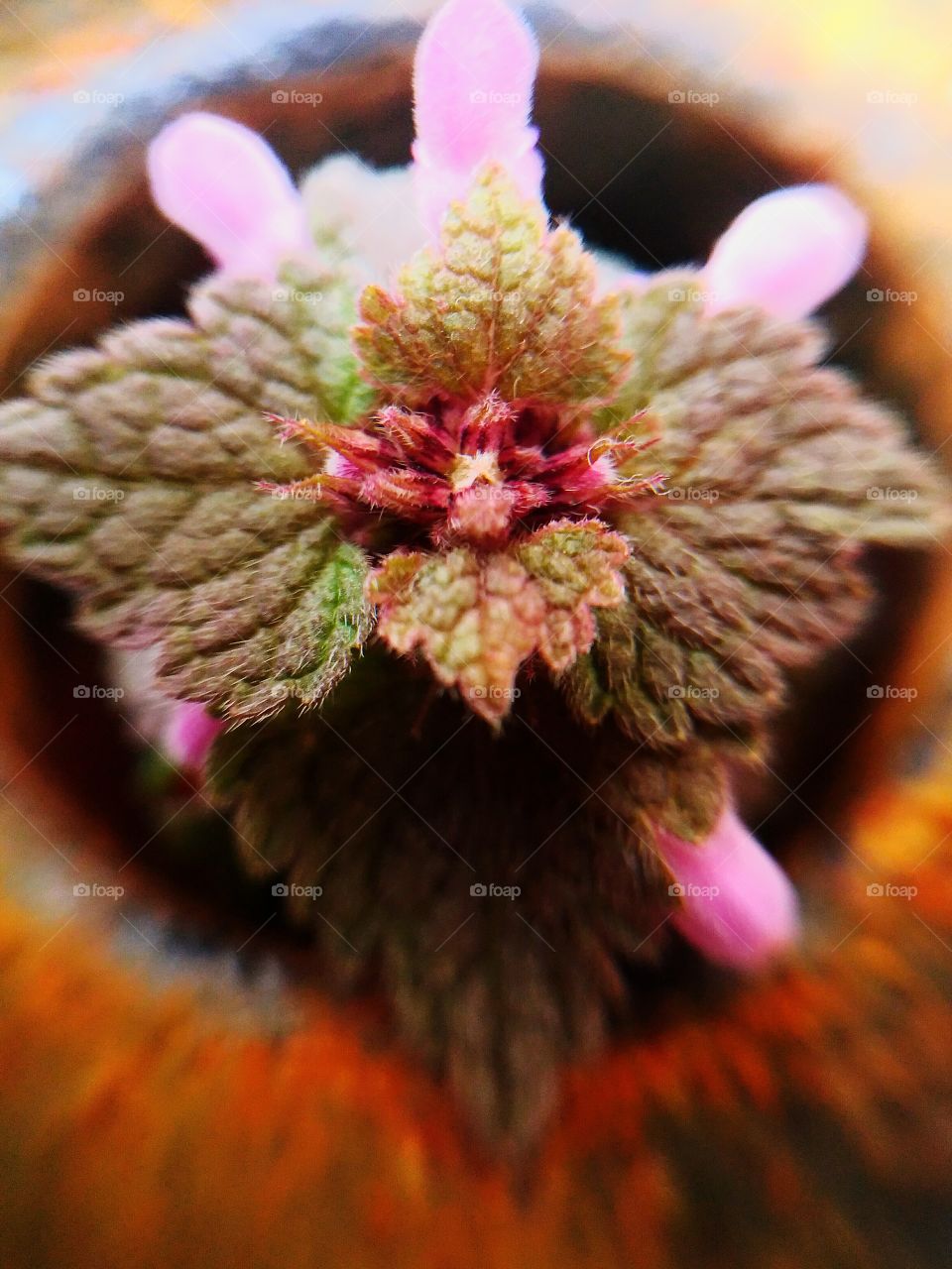 eye flower