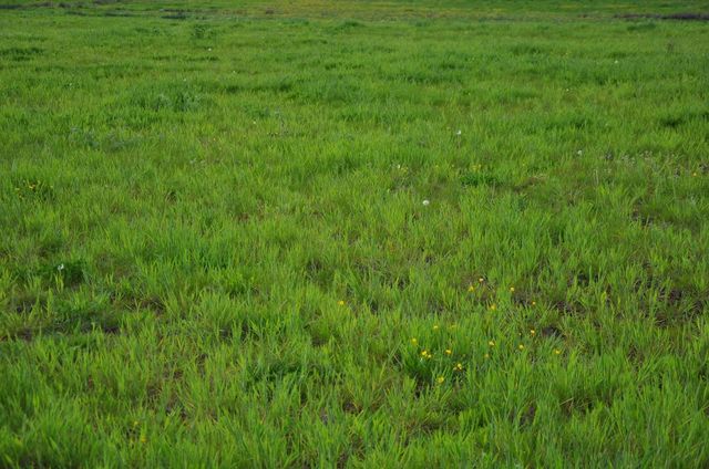 Grass.