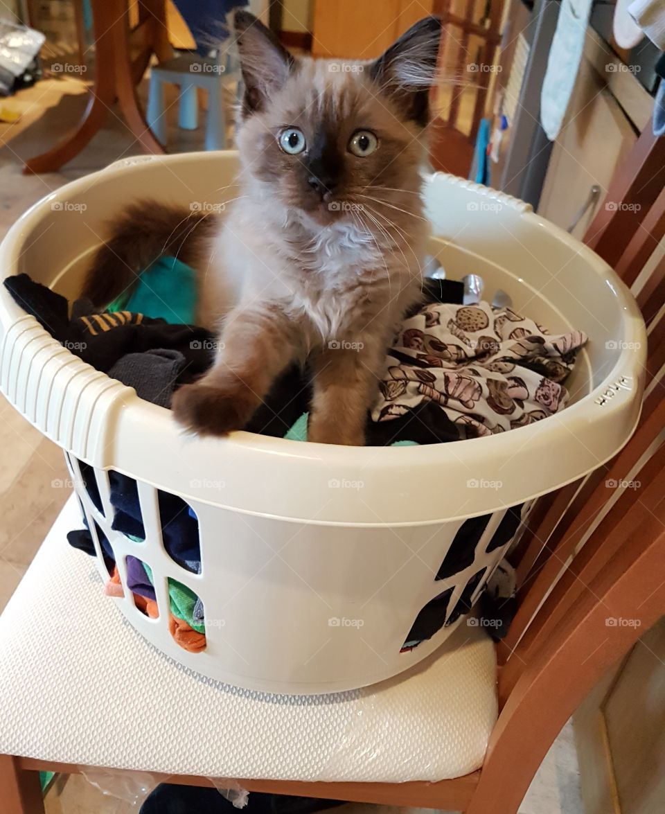 Very cute kitten in a laundry basket