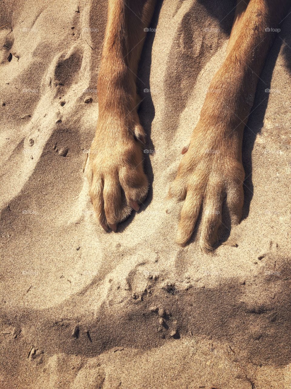 The paws and legs of a happy pet dog on a Sunday beach during a summer vacation holiday