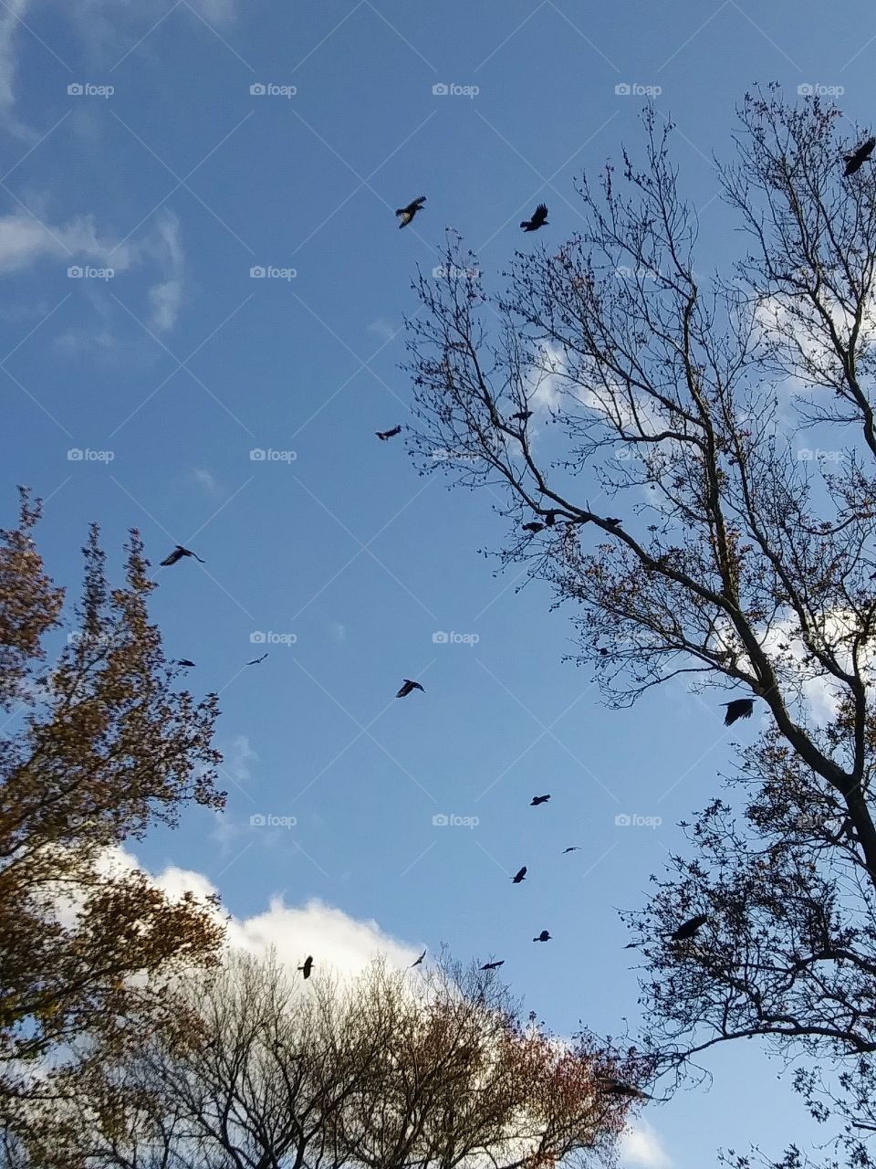 storm crows in flight