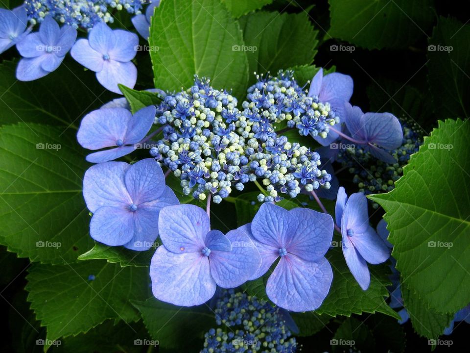 Hydrangea