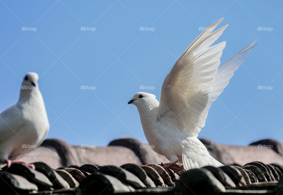 White doves on the roof are enjoying the sun