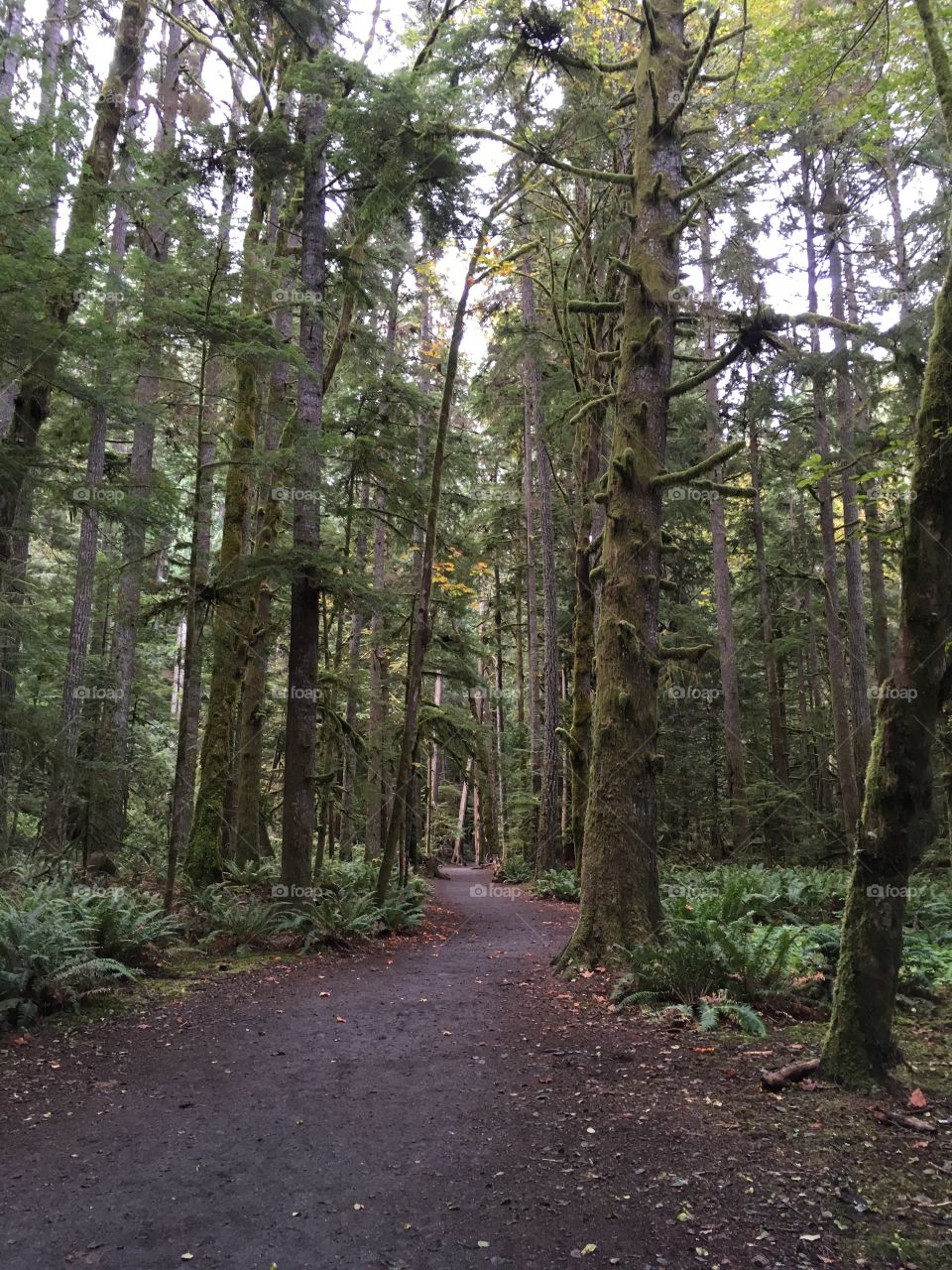 Hiking in Olympic National Park