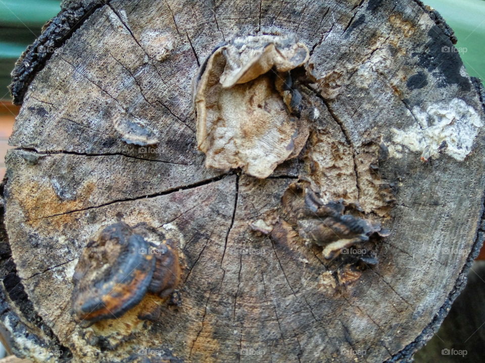 Nature, Tree, Wood, Closeup, Old