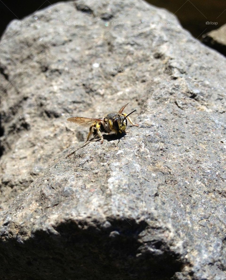 Just a Bee
