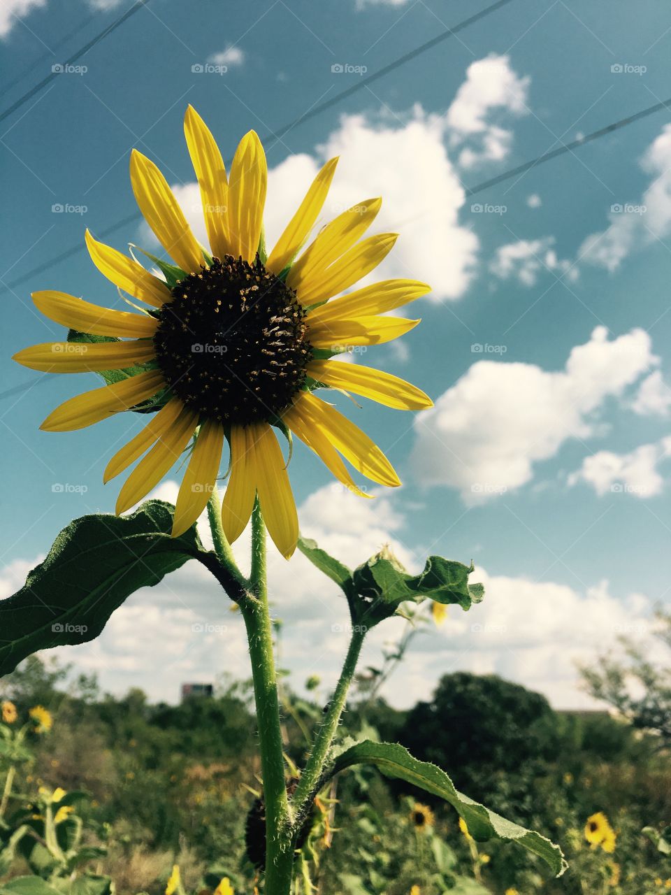 Sunflower In Oklahoma 