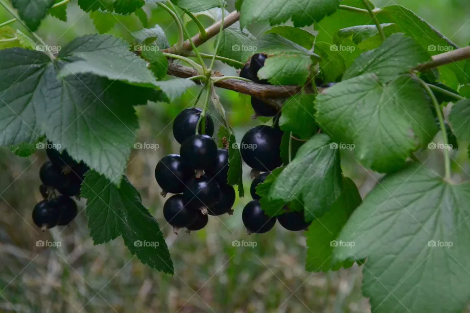 berry