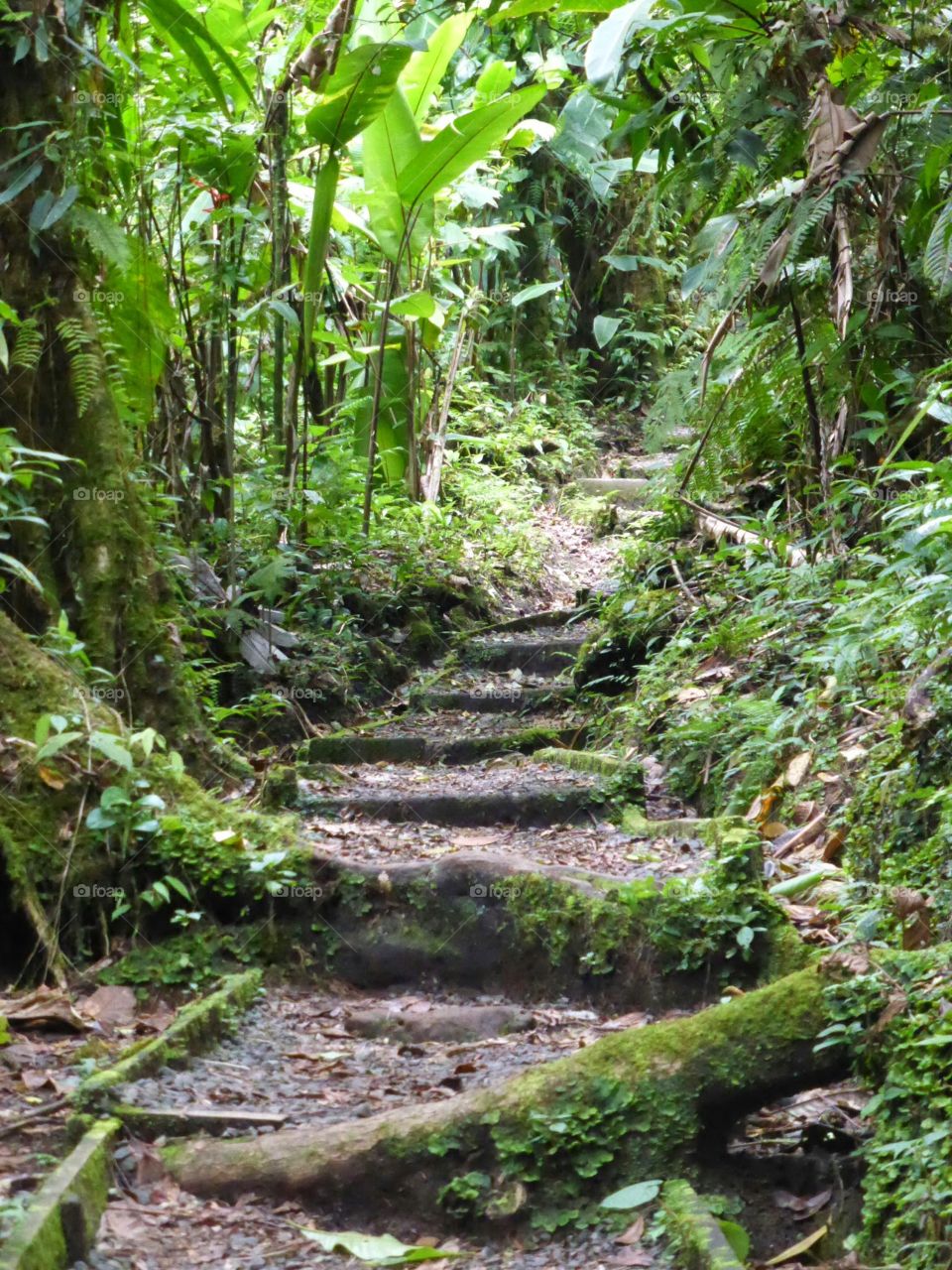 Trail in Rainforest