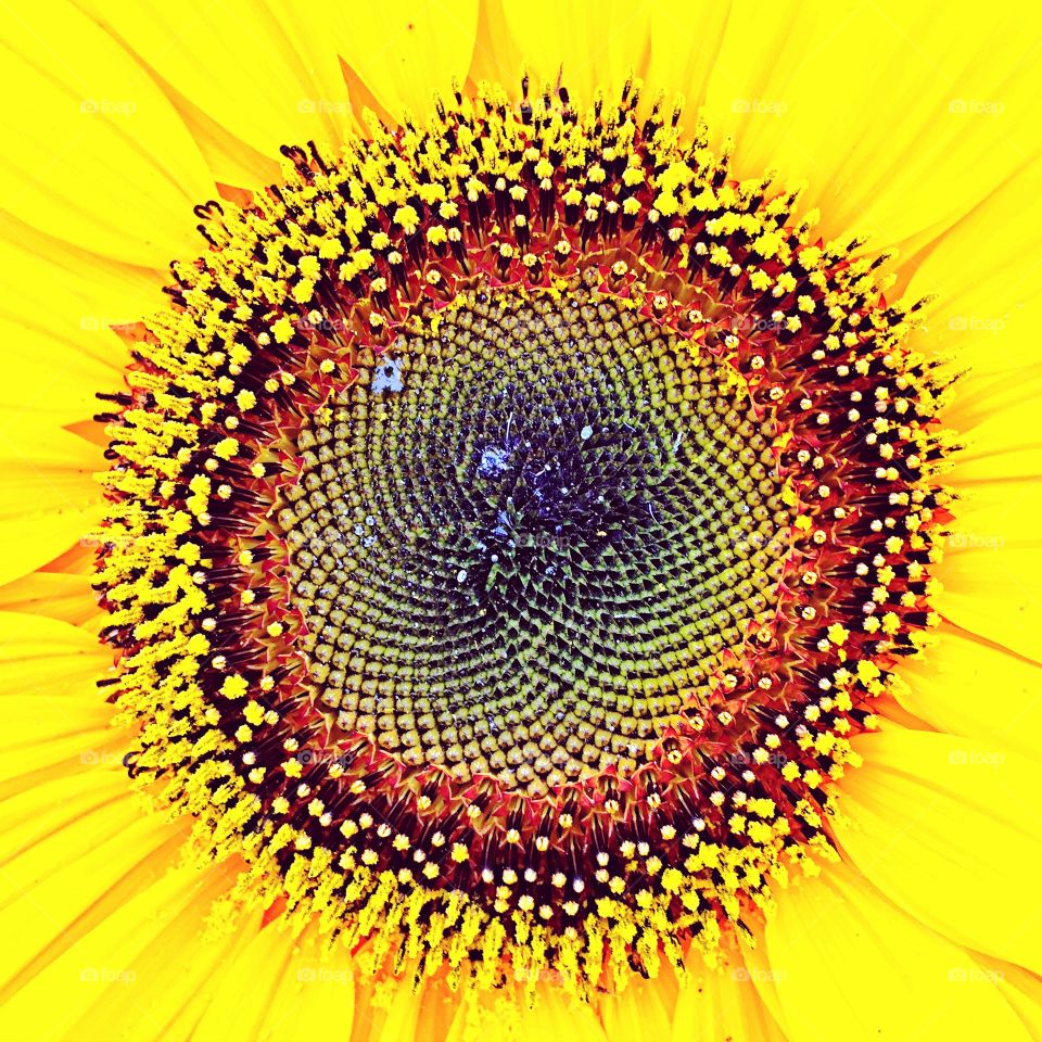 Sunflower 