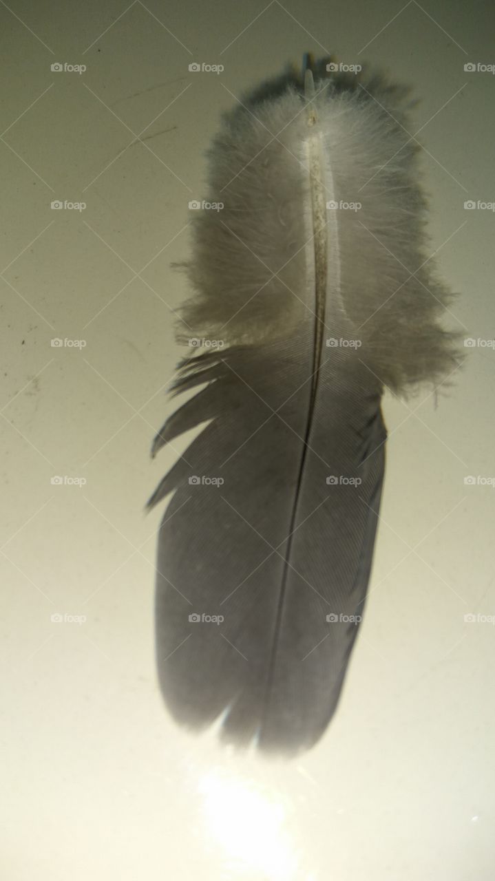 Black and white Feather