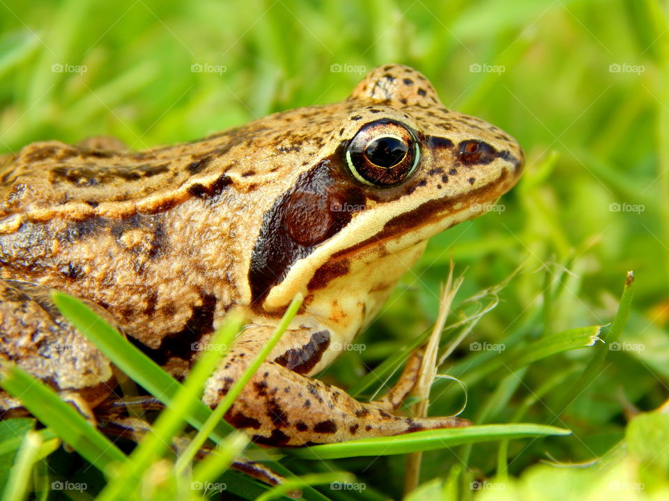 Frog in the grass