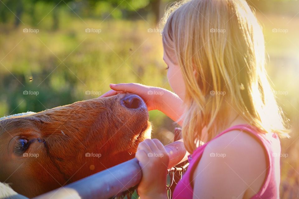 Hello friend. A girl says hello to a bull