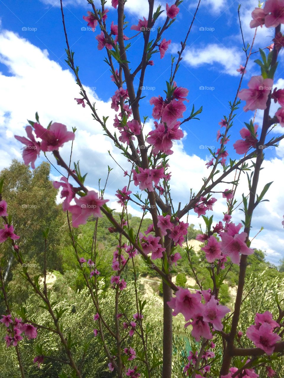 Flower, Flora, Nature, Blooming, Growth