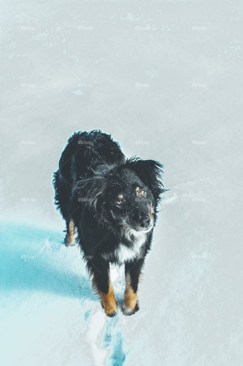 Australian Shepherd Standing in the Snow Looking at Camera 