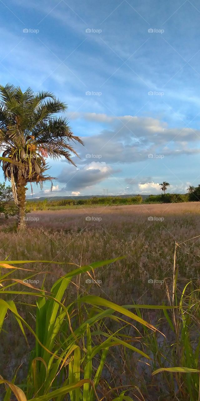 paisagem Nordeste de PE