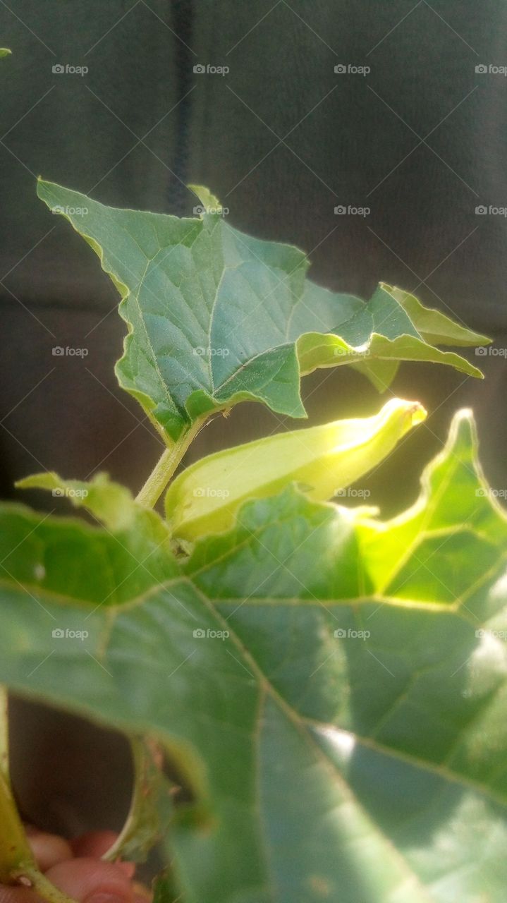 Datura stramonium