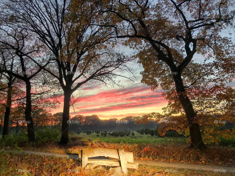 A wooden bench on the side of the woods to view the setting sun