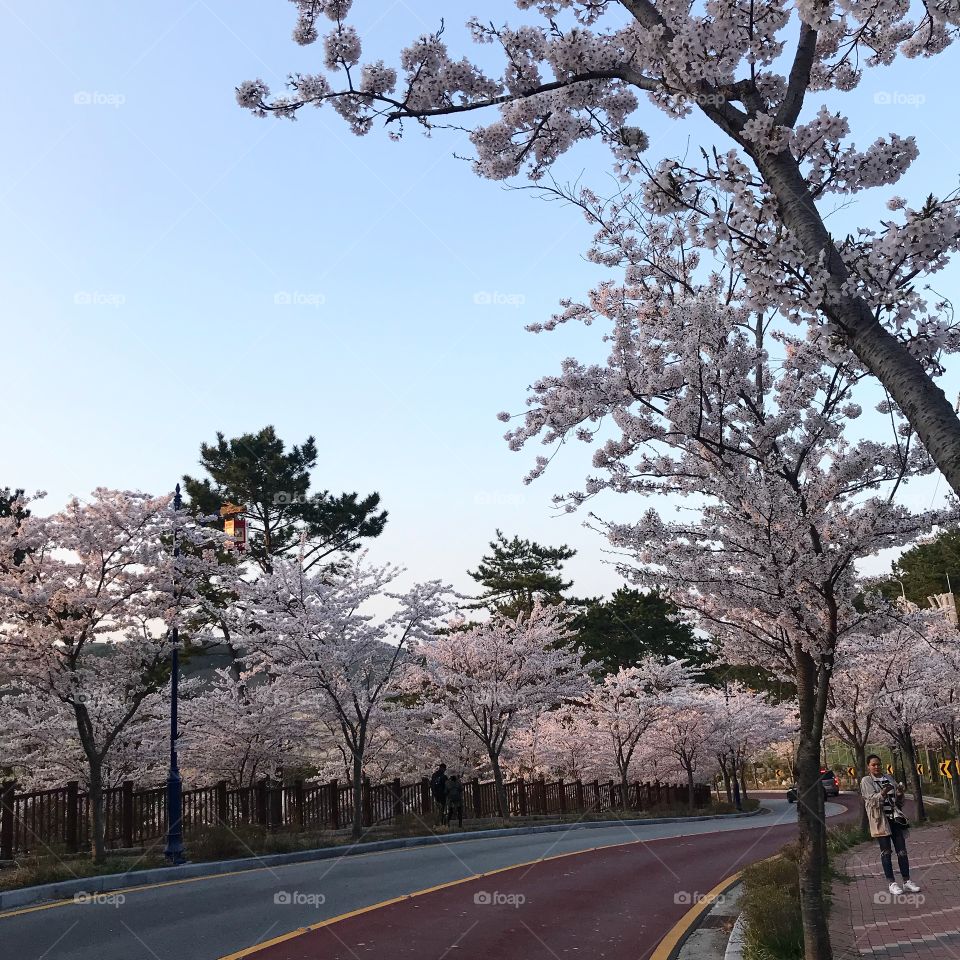 Korean spring