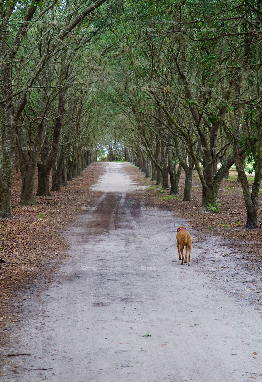 Older dog walking down the road