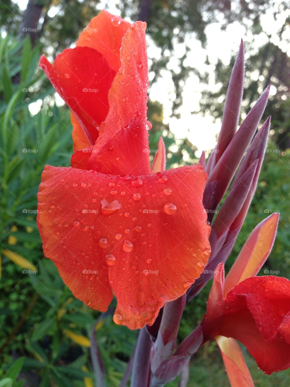Canna Lilly