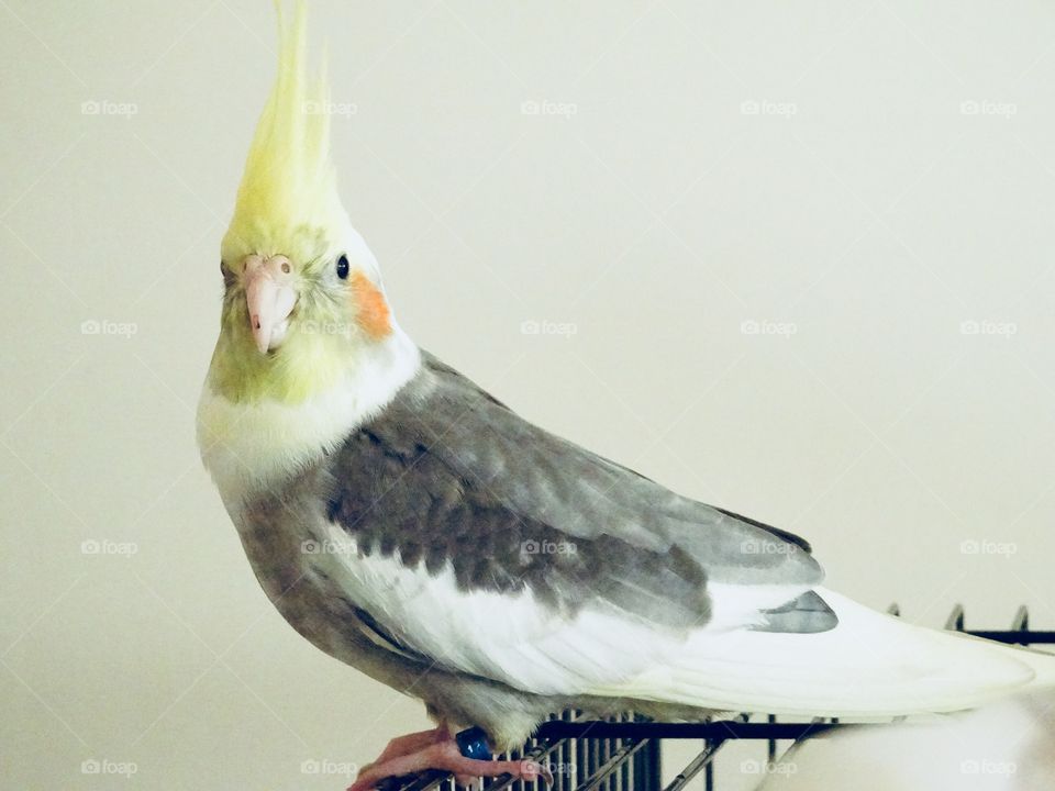 Winnie my gorgeous boy - cockatiel - he’s such a smart, social and sassy boy. He’s very vocal and knows many songs, whistles and talks up a storm 