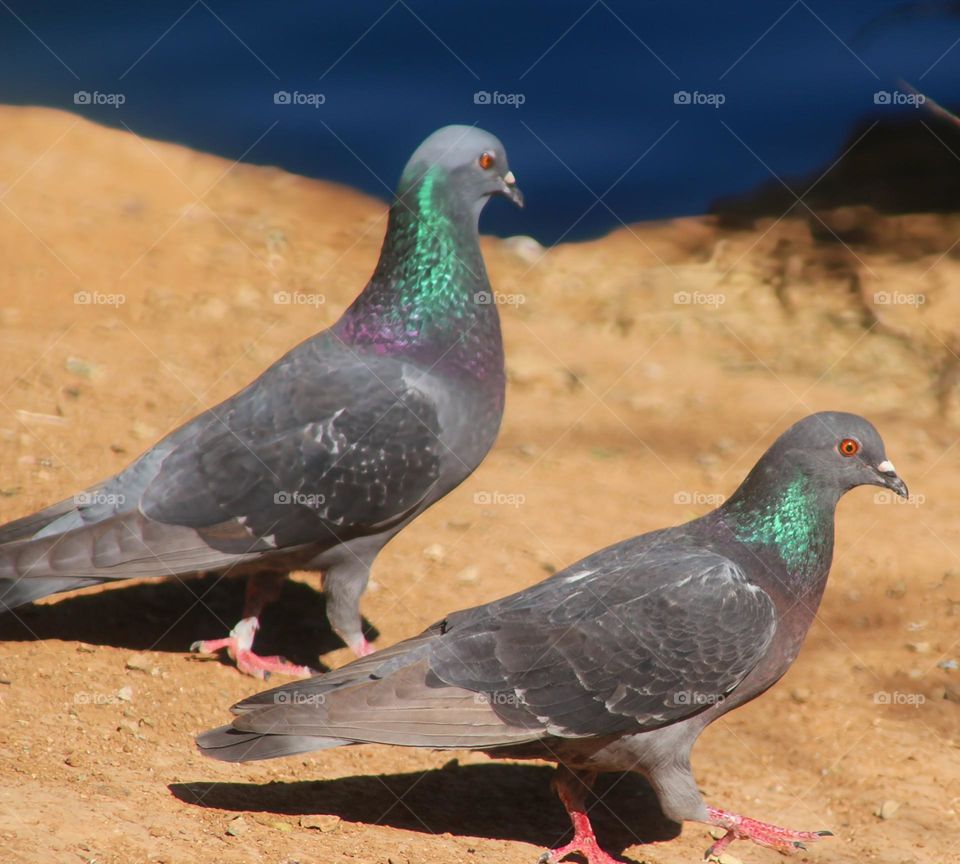 Two Pigeons by the Lake
